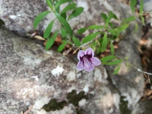 Asystasia travancorica iNat (1)