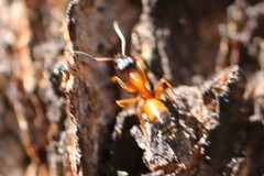 Opisthopsis rufithorax