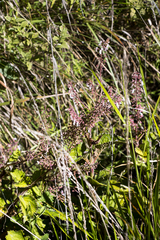 Plectranthus grallatus