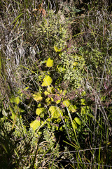 Plectranthus grallatus