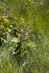 Plectranthus grallatus