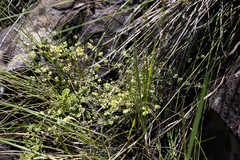 Psammotropha myriantha