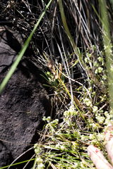 Psammotropha myriantha