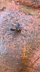 Plecia ruficollis