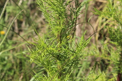 Senecio bipinnatisectus