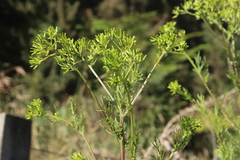 Senecio bipinnatisectus