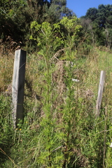 Senecio bipinnatisectus