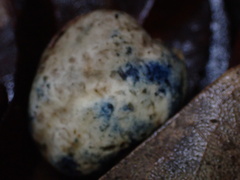 Rossbeevera griseovelutina