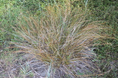 Carex testacea