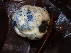 Rossbeevera griseovelutina