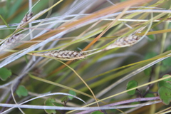 Carex testacea
