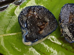 Rossbeevera griseovelutina
