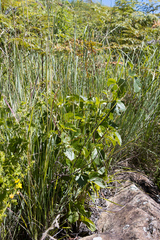 Rhoicissus tridentata