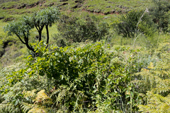 Rhoicissus tridentata