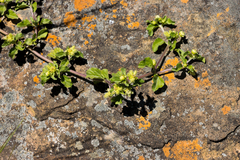 Acanthospermum australe