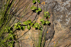 Acanthospermum australe