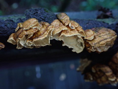 Xylobolus spectabilis