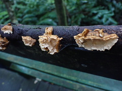 Xylobolus spectabilis