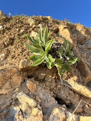 Dudleya lanceolata