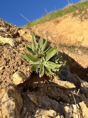 Dudleya lanceolata