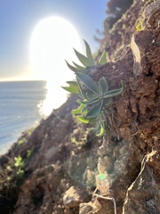 Dudleya lanceolata