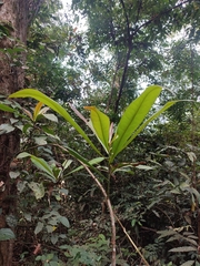 Ancistrocladus heyneanus