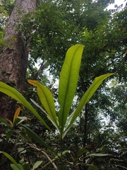 Ancistrocladus heyneanus
