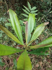 Ancistrocladus heyneanus
