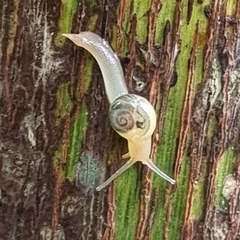 Helicarion perfragilis