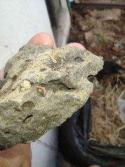Pyrgodesmoidea