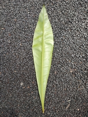 Ancistrocladus heyneanus