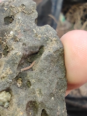 Pyrgodesmoidea
