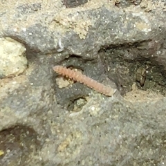Pyrgodesmoidea