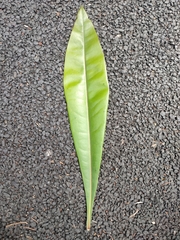 Ancistrocladus heyneanus
