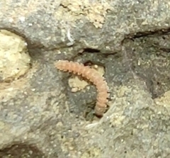 Pyrgodesmoidea