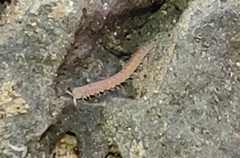 Pyrgodesmoidea