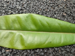Ancistrocladus heyneanus