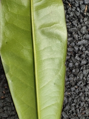 Ancistrocladus heyneanus