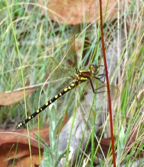 Synthemis eustalacta