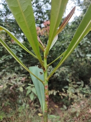 Ancistrocladus heyneanus