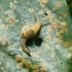 Helicarion perfragilis