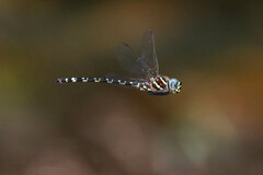 Austroaeschna pinheyi