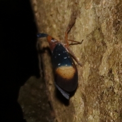 Pyrops gunjii