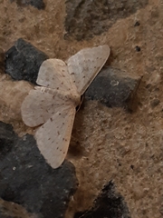 Idaea philocosma
