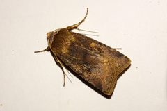 Cerastis faceta