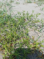 Salsola komarovii