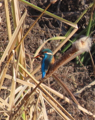 Alcedo atthis