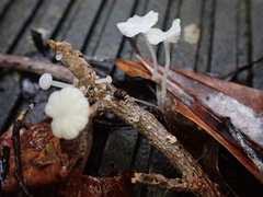 Marasmiellus stenophyllus