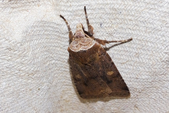 Cerastis faceta