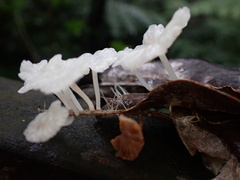 Marasmiellus stenophyllus